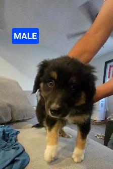 Puppies for sale - Photo 4