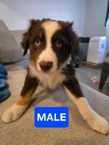 Puppies for sale - Photo 5