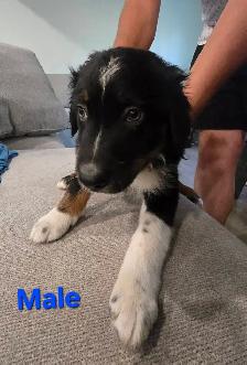 Puppies for sale - Photo 6