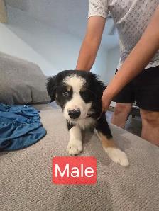 Puppies for sale - Photo 7