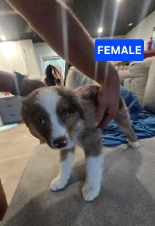 Puppies for sale - Photo 8
