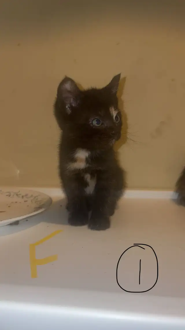 Kittens