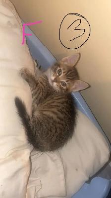 Kittens - Photo 2