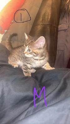 Kittens - Photo 3