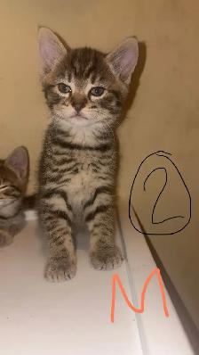 Kittens - Photo 4