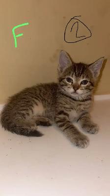 Kittens - Photo 5