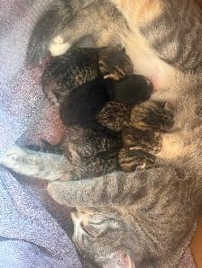 Kittens - Photo 6