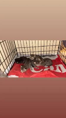 Kittens - Photo 7