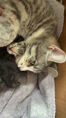 Kittens - Photo 8