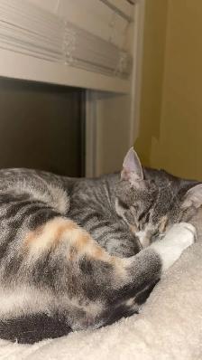 Kittens - Photo 9