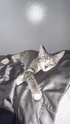 Kittens - Photo 10