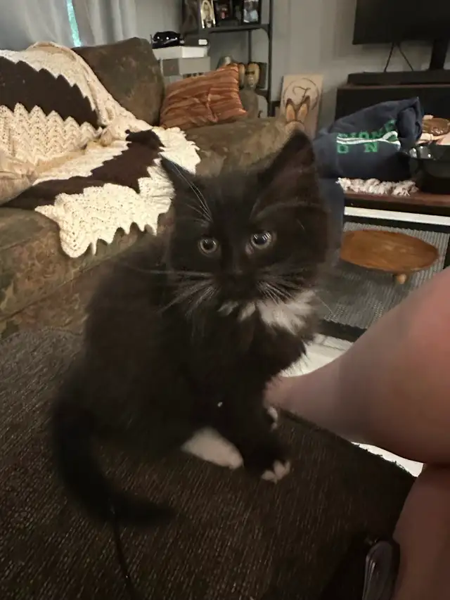 10 Week old kittens available!