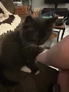 10 Week old kittens available! - Photo 2