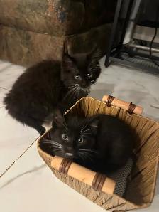 10 Week old kittens available! - Photo 3