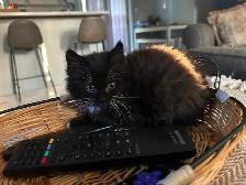 10 Week old kittens available! - Photo 4