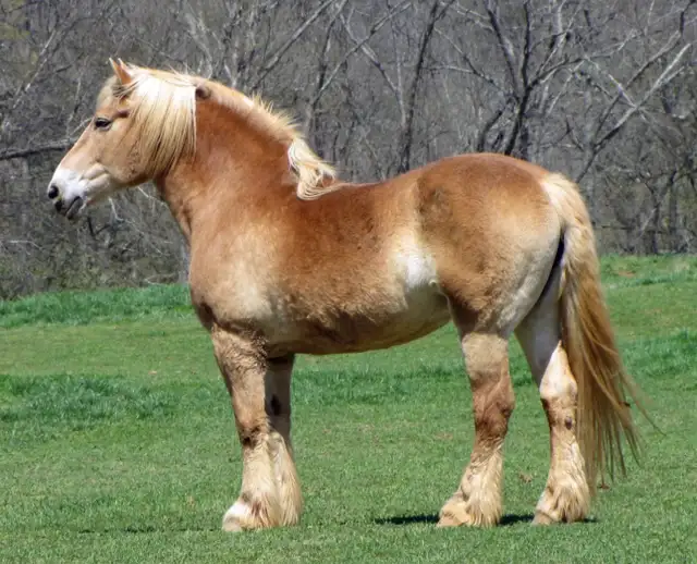Belgian Gelding Horse - Best Offer