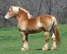 Belgian Gelding Horse - Best Offer