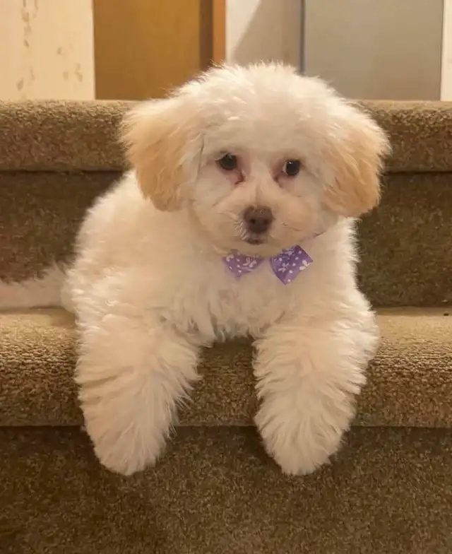 ❤️ Toy Poodle ❤️