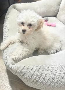 ❤️ Toy Poodle ❤️ - Photo 2