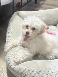 ❤️ Toy Poodle ❤️ - Photo 3