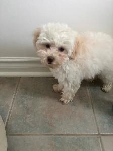 ❤️ Toy Poodle ❤️ - Photo 5