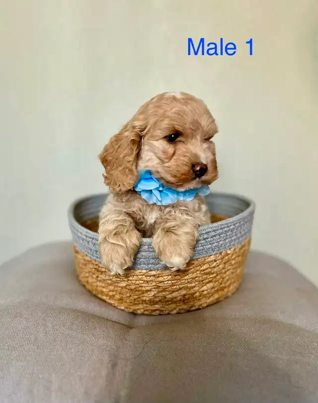 Mini Cockapoo Puppies Ready Now! (Microchipped)