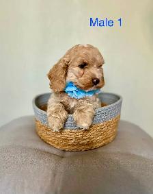 Mini Cockapoo Puppies Ready Now! (Microchipped)
