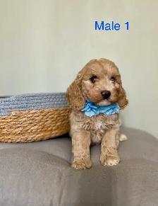 Mini Cockapoo Puppies Ready Now! (Microchipped) - Photo 2