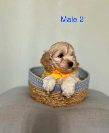 Mini Cockapoo Puppies Ready Now! (Microchipped) - Photo 3