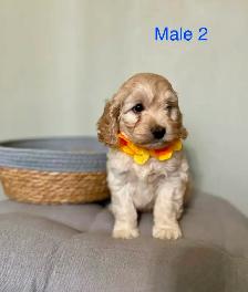 Mini Cockapoo Puppies Ready Now! (Microchipped) - Photo 4