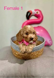 Mini Cockapoo Puppies Ready Now! (Microchipped) - Photo 5