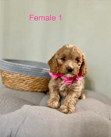 Mini Cockapoo Puppies Ready Now! (Microchipped) - Photo 6