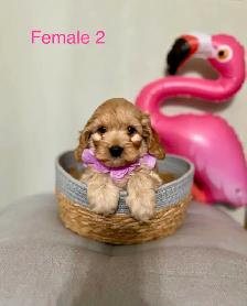 Mini Cockapoo Puppies Ready Now! (Microchipped) - Photo 7