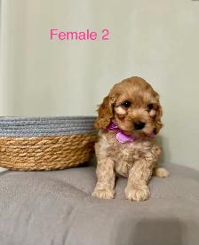Mini Cockapoo Puppies Ready Now! (Microchipped) - Photo 8