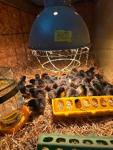 Noiran chicks