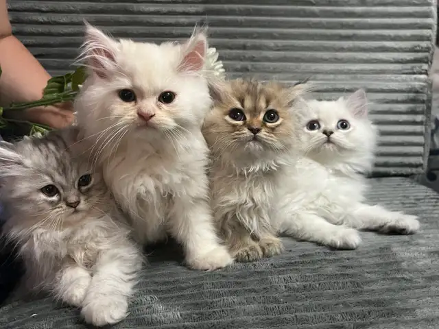 Chatons persans et himalayens