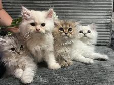 Chatons persans et himalayens