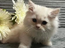 Chatons persans et himalayens - Photo 2