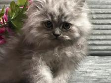 Chatons persans et himalayens - Photo 3