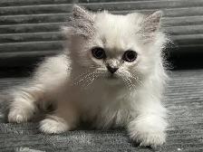 Chatons persans et himalayens - Photo 4