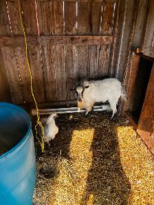 Pygmy Billy goat for sale