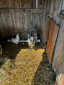 Pygmy Billy goat for sale - Photo 2