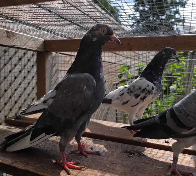 Pakistani pigeon for sale