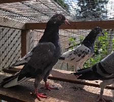 Pakistani pigeon for sale