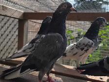 Pakistani pigeon for sale - Photo 2