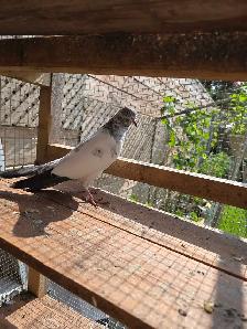 Pakistani pigeon for sale - Photo 3