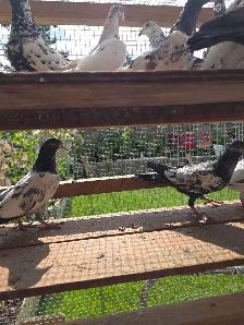 Pakistani pigeon for sale - Photo 4
