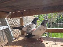 Pakistani pigeon for sale - Photo 5