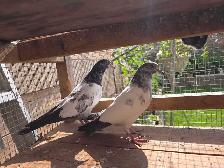 Pakistani pigeon for sale - Photo 6