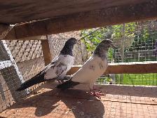 Pakistani pigeon for sale - Photo 7
